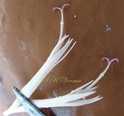  Inner Florets